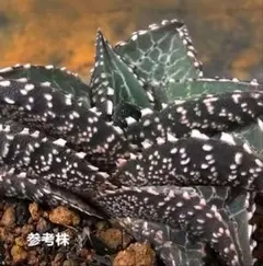 ハオルチア 闇の森 葉挿し発根済み - メルカリ