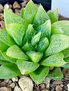 B 多肉植物　ハオルチア　雪の華❣️