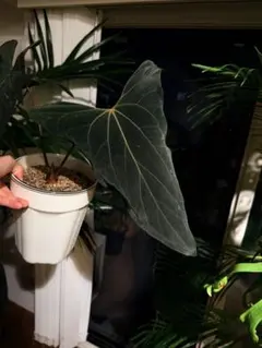 NPG#8 anthurium Carla x Portilae - メルカリ