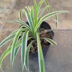 2026年最新】オリヅルラン中斑入りの人気アイテム - メルカリ