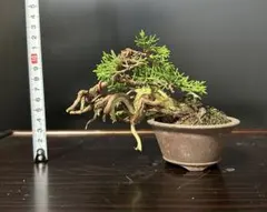 糸魚川真柏 盆栽のサムネイル