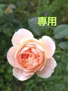 常凛様、専用です。