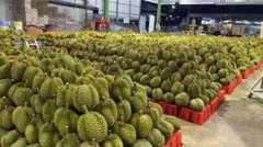 タイ産 ドリアン TAISHENDURIAN 1箱4個入り タイ産 ドリアン 1箱 4個入り 6月12日発送 - メルカリ