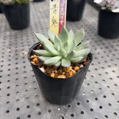 【ミックスベリア】 青鬼 おらいさん苗 　② おらいさん苗 青鬼 札付き ミックスベリア 抜き苗 多肉 エケベリア