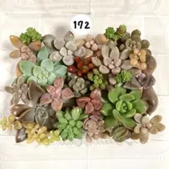 グリーン様 リクエスト 2点 まとめ商品