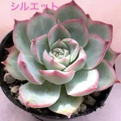 2026年最新】多肉植物シルエットの人気アイテム - メルカリ