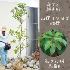 2026年最新】山採り ソヨゴの人気アイテム - メルカリ