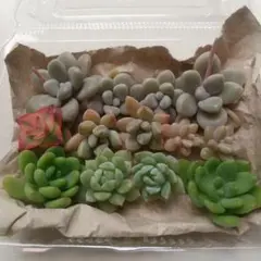 多肉植物 カット苗詰め合わせ