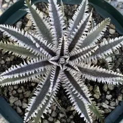 2026年最新】ディッキアの人気アイテム - メルカリ