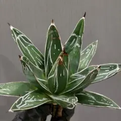 2025年最新】アガベ 笹の雪 氷山の人気アイテム - メルカリ