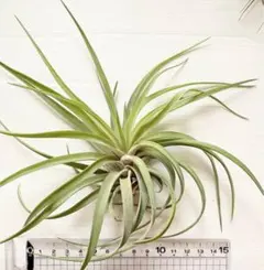 oui様 リクエスト 2点 まとめ商品