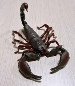 いきもの大図鑑　サソリ　ダイオウサソリ（大）　ガチャ　ガシャポンのサムネイル
