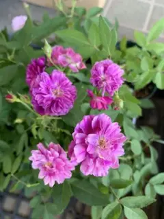 人気❣️芳香性❣️ミニバラ　スイートチャリオット花苗　四季咲き　バラ花苗のサムネイル