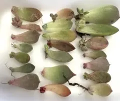 nico★第四種発送は3/9(月)様 リクエスト 2点 まとめ商品