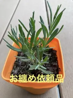 alumina✨様 リクエスト 3点 まとめ商品