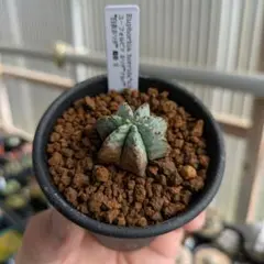 2025年最新】ゼブラホリダの人気アイテム - メルカリ