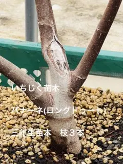 【特選3年生】イチジク ネグローネ 3年苗 豊産性・極甘 芳醇な香りの黒無花果 特選3年生】イチジク ネグローネ 3年苗 豊産性・極甘 芳醇な香りの黒