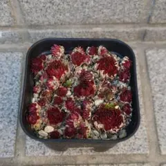 ガレージM様 リクエスト 3点 まとめ商品