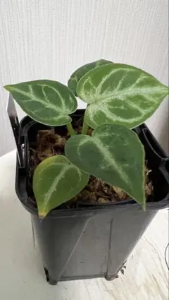 2025年最新】アンスリウムハイブリッドの人気アイテム - メルカリ