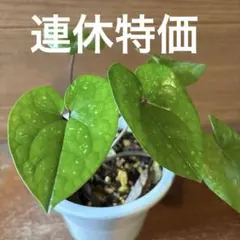 オモロカンアオイ　　カンアオイ　　山野草のサムネイル