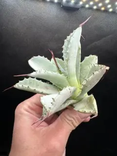 2026年最新】アガベ陽炎の人気アイテム - メルカリ