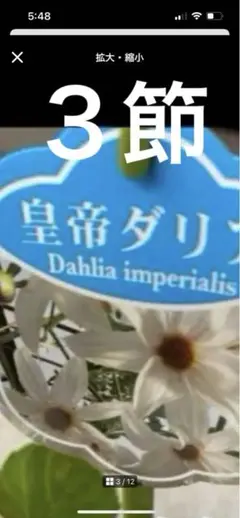 白の一重皇帝ダリア Dahlia imperialis 3本セット - メルカリ