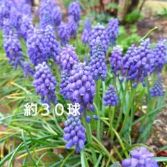 青紫系ムスカリ　球根約３０球くらい