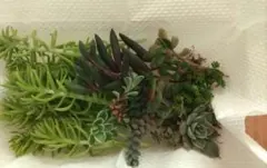 セダムなど　多肉植物
