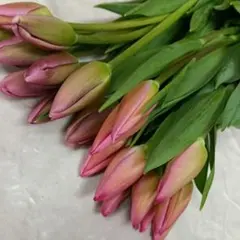 チューリップ・ピンク系MIX・20本❗️