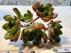 M*n様 5508新入荷　フォックスフェアリー錦　アエオニウム　多肉撮影12月2