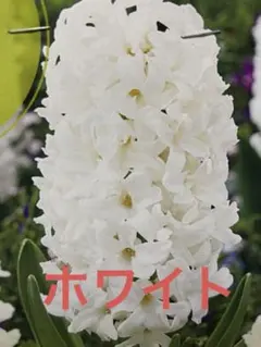 エリ様 リクエスト 3点 まとめ商品