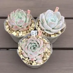 多肉植物3点セット①のサムネイル