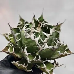 2025年最新】フィリグリー アガベの人気アイテム - メルカリ