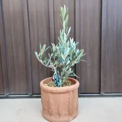 2026年最新】オリーブ 創樹の人気アイテム - メルカリ