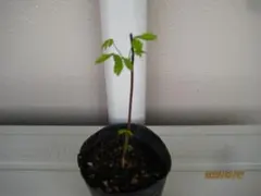 ahiru20120914様リクエスト2点まとめ商品（三つ葉アケビの苗ほか1点）