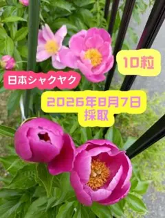初心者でも圧巻の大輪が咲かせられます！シャクヤク エンジェルチークス芍薬球根大株 初心者でも圧巻の大輪が咲かせられます！シャクヤク エンジェル