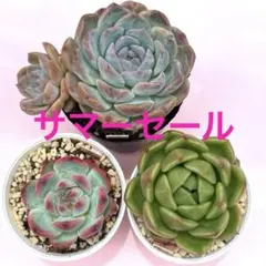 チワワエンシス・ピンキーピーチ・アイスシティ・エケベリアセットのサムネイル