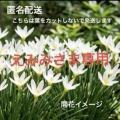 植えっぱなしOK！タマスダレ 球根 20個 ゼフィランサス 白花のサムネイル