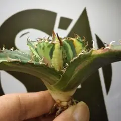 Aechmea bromeliifolia (Dwarf) エクメア - メルカリ