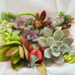 ③寄せ植えセット カット苗 詰め合わせ 多肉植物