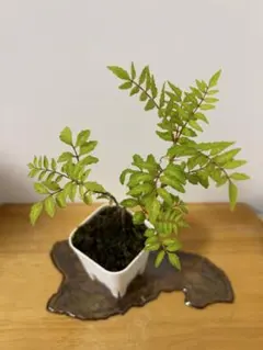 小品盆栽　サンショウ　苔付　プラ鉢　ミニ盆栽　豆盆栽のサムネイル