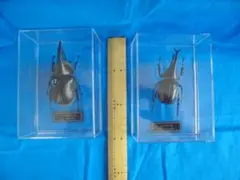 昆虫標本 5点セット アクリルケース入り