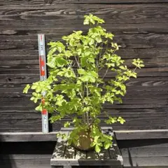 ツツジ ヤシオツツジ 苗木 植木 庭木 白花 ゴヨウツツジ NO1 - メルカリ
