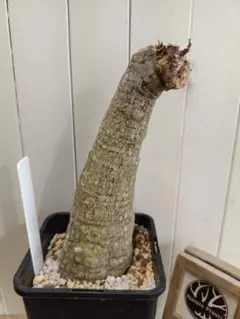 2026年最新】アデニア クリスタルグリーンの人気アイテム - メルカリ