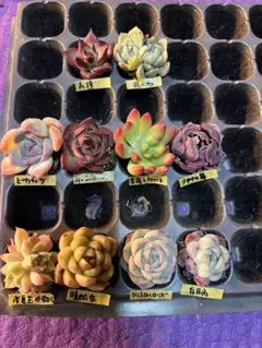 ぐりこぐりこ様 リクエスト 6点 まとめ商品