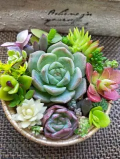 多肉植物セダム　そのまま飾れる1セット