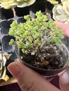 ちょこ☆彡.。様 リクエスト 2点 まとめ商品