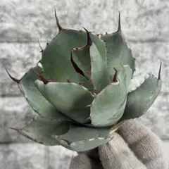 2025年最新】パリー トランカータの人気アイテム - メルカリ