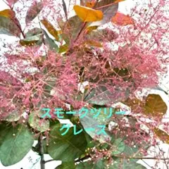 たっぷり植えて下さい!! クルクマシャローム 生きている球根50球