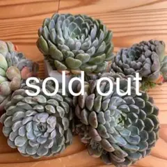 多肉植物 メキシコのミニマ。